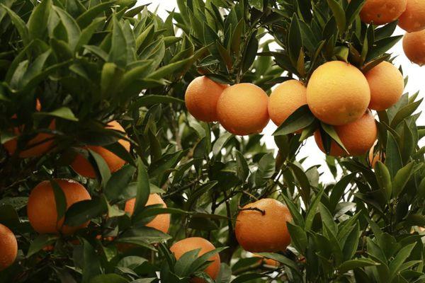 伦晚脐橙的产量，亩产量多为7000斤左右