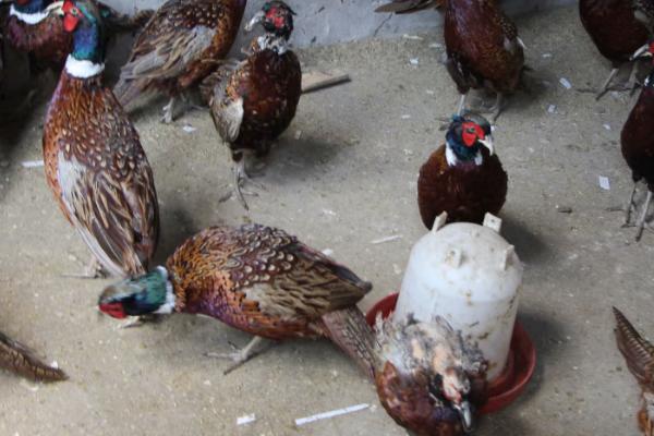 养殖野鸡怎么防治沙门氏菌病，饲料中可拌入氯霉素
