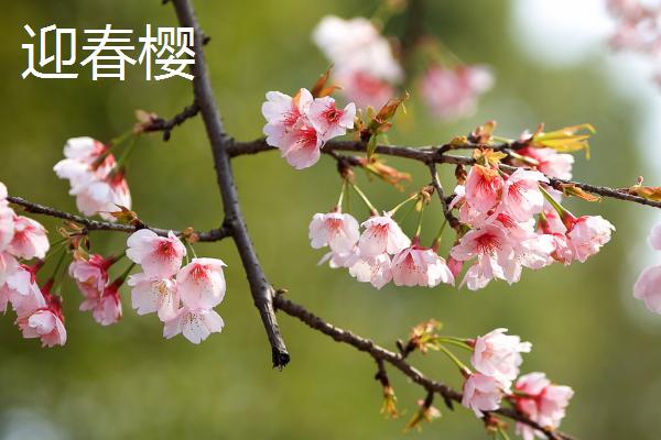 樱花的花期，常在3-4月份开放