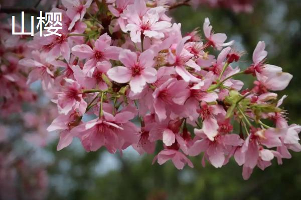 樱花的花期，常在3-4月份开放