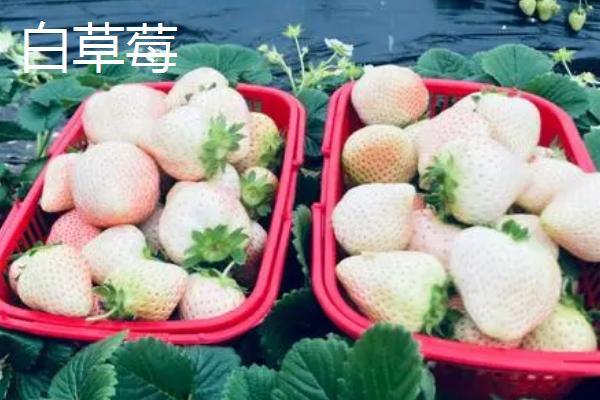 天价水果有哪些，一颗日本草莓的售价达到900元左右