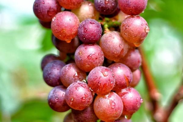 葡萄有哪些种类，主要包括酿酒系列和鲜食系列