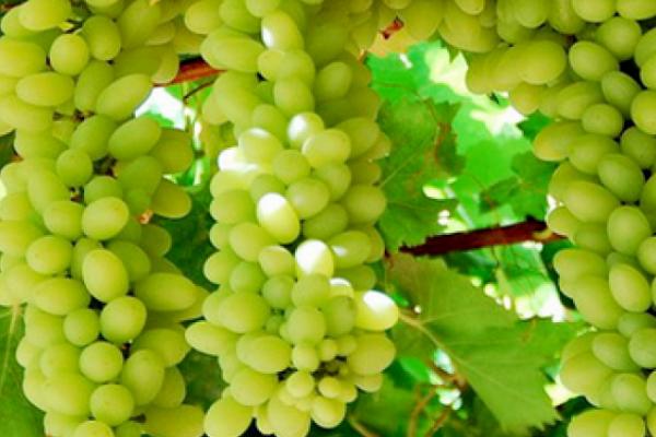 葡萄有哪些种类，主要包括酿酒系列和鲜食系列