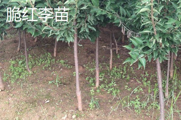 李子树苗有哪些好品种，蜂糖李、青脆李等品种均可选择