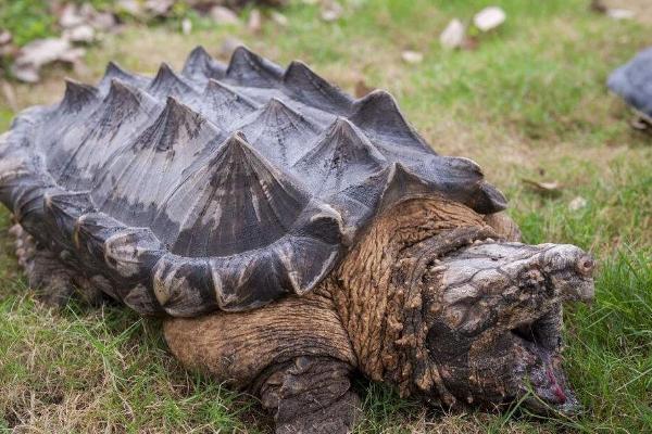 鳄龟是否需要晒背，适当晒背有助于吸收营养元素