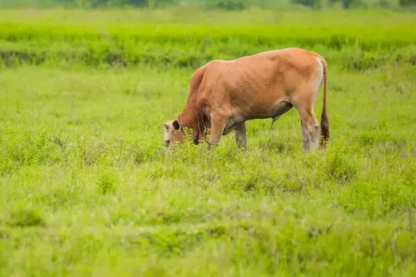 在牛身上打洞的原因，主要是为了防止出现胃肠道疾病