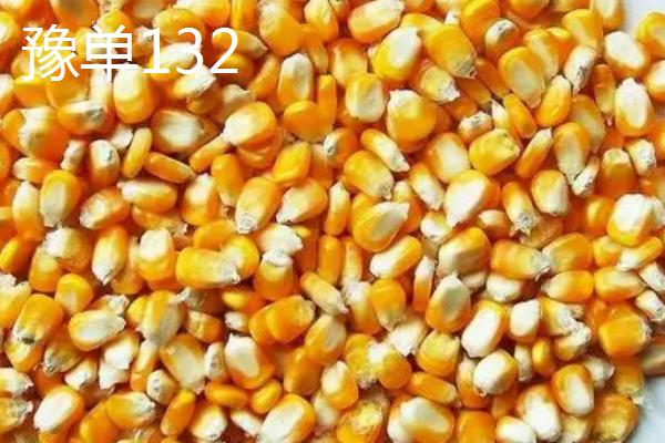 泽玉501玉米种子简介图片