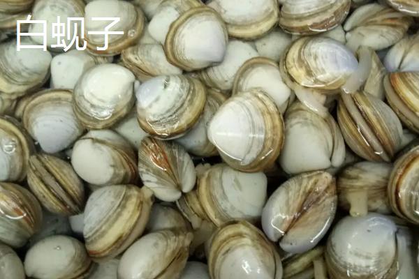 哪些贝类海鲜可食用，包括蚬子、蛏子、北极贝等品种