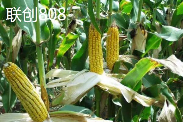 2021年国审新玉米介绍，美联5931从众多品种中脱颖而出