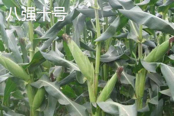 2021年国审新玉米介绍，美联5931从众多品种中脱颖而出