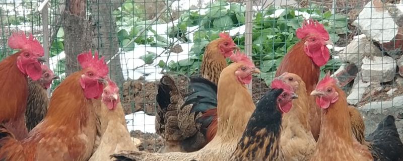 散养鸡管理技术，要经常观察鸡群的生长情况