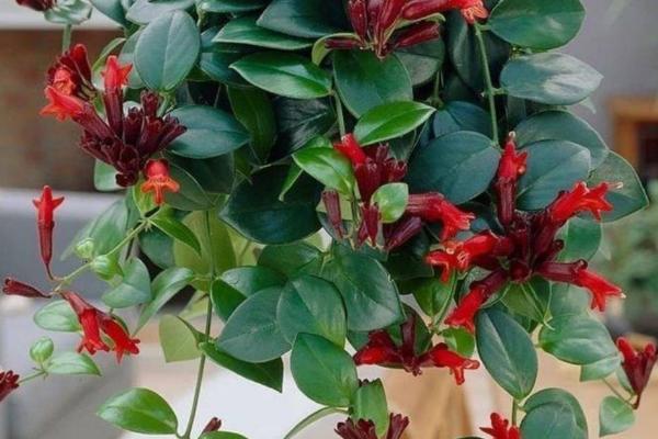 口红吊兰介绍，属于芒毛苣苔族、口红花种附生小灌木