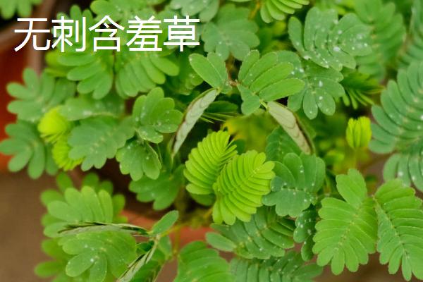 含羞草会不会开花，花期在7-10月之间