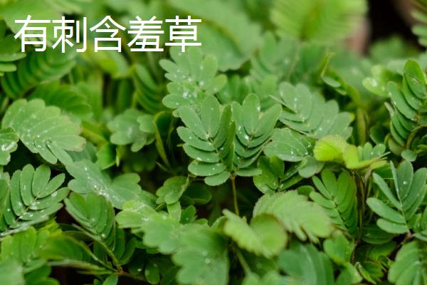 含羞草会不会开花，花期在7-10月之间