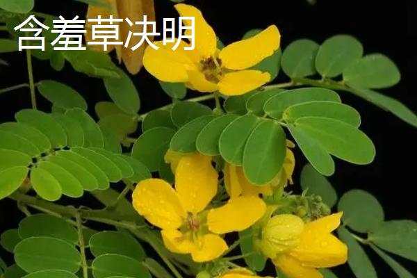 含羞草会不会开花，花期在7-10月之间