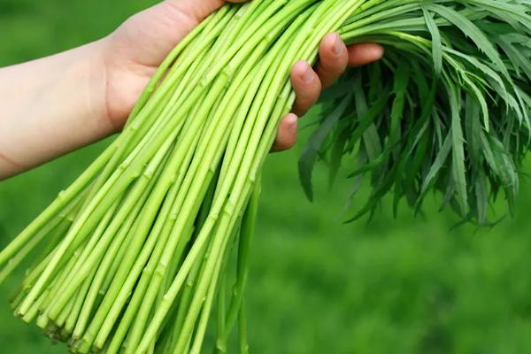 目前哪些野菜有种植前景，芦蒿、苋菜、苦菜等品种均可种植