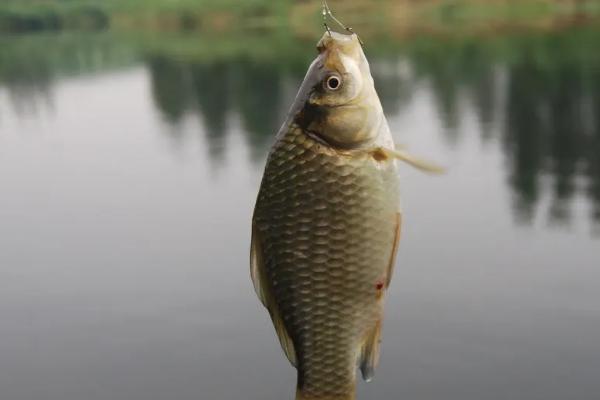 钓鲫鱼何时提竿，浮漂出现连续的点动、轻送等情况时即可提竿