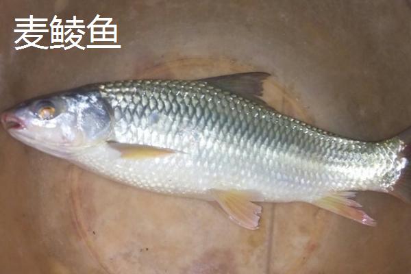 麦鲮鱼和红眼鱼有什么区别，麦鲮鱼的特点为圆鳞、吻钝、嘴阔