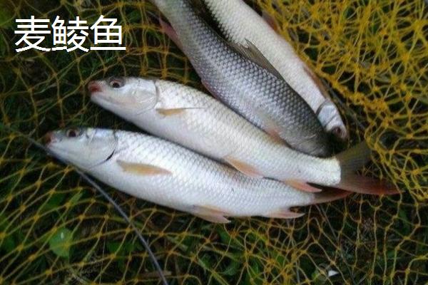 麦鲮鱼和红眼鱼有什么区别，麦鲮鱼的特点为圆鳞、吻钝、嘴阔