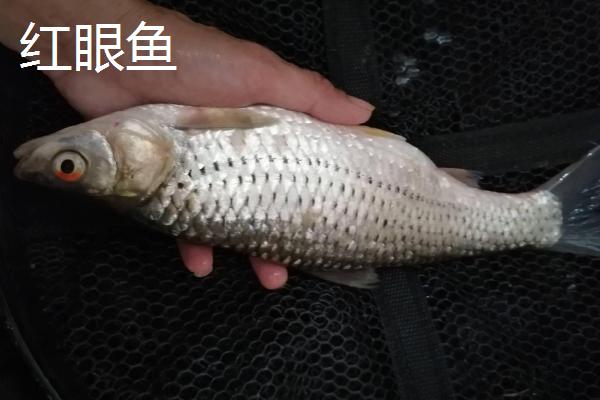 麦鲮鱼和红眼鱼有什么区别，麦鲮鱼的特点为圆鳞、吻钝、嘴阔