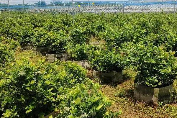 如何种植蓝莓才能高产，栽培前要注意施肥改土