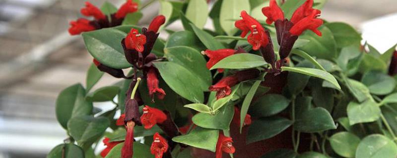口红吊兰介绍，属于芒毛苣苔族、口红花种附生小灌木