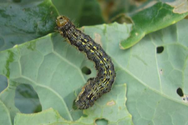 花生虫害类型，蛴螬、棉铃虫、蚜虫等害虫较常见