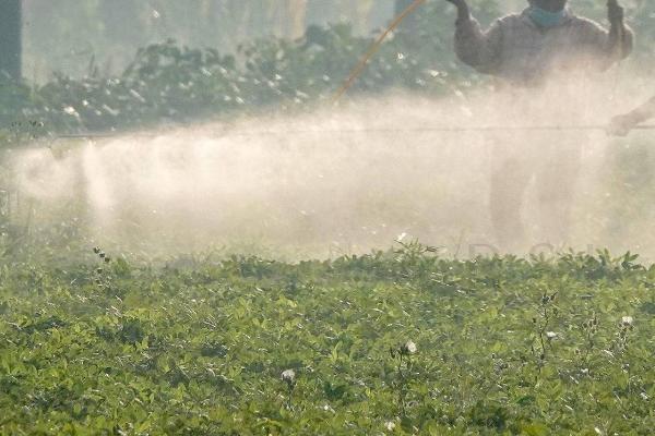 花生虫害类型，蛴螬、棉铃虫、蚜虫等害虫较常见