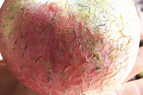 苹果为什么会出现裂纹，通常是因为患有苹果裂纹病