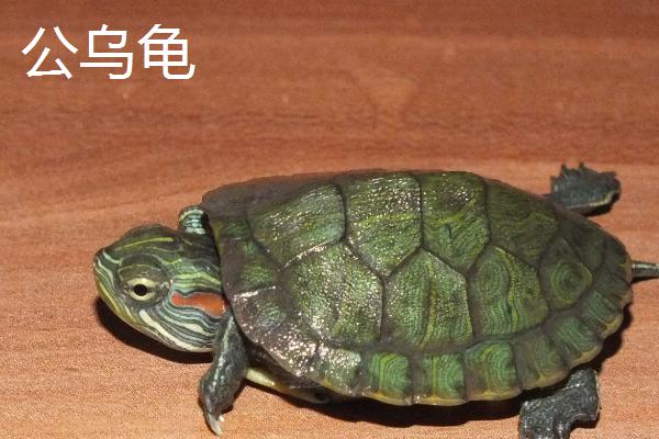乌龟公母怎么区分，公龟尾巴细长、母龟尾巴短粗