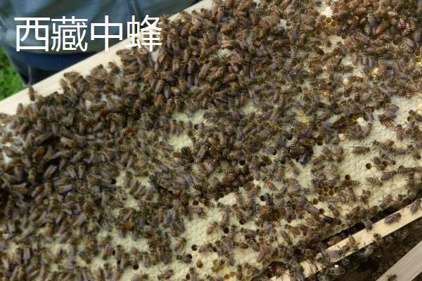中蜂的品种，群势大小不一