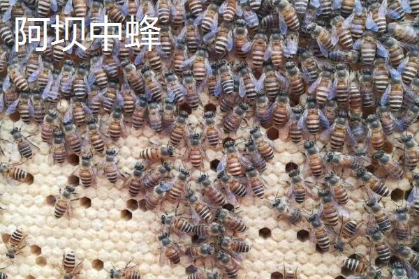 中蜂的品种，群势大小不一