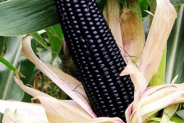 黑玉米种子售价以及如何种植，一斤需要40-60元左右