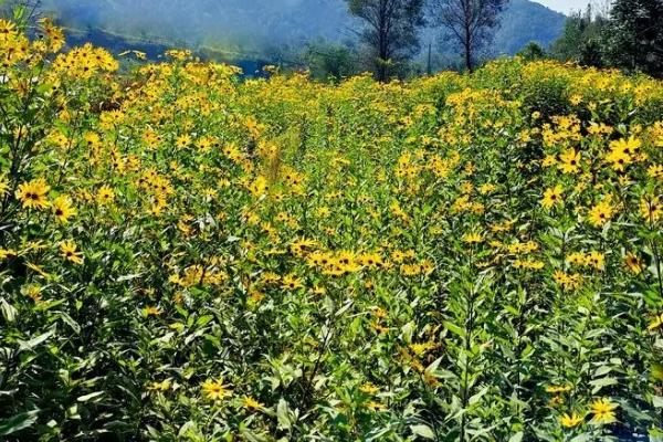 菊芋田间管理技术，幼苗出土后做好补苗工作