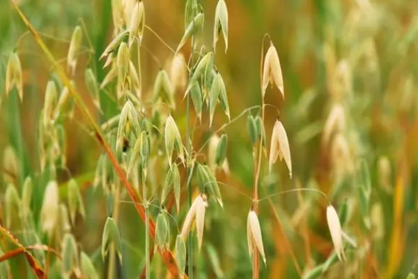 野燕麦能不能吃，成熟以后的种子可食用