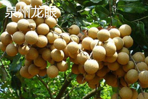 福建南安市的特产，洪濑鸡爪是当地传统风味小吃