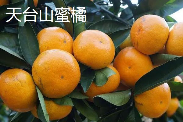 浙江台州的特产，包括仙居番薯干、天台山蜜橘、重阳糕等种类