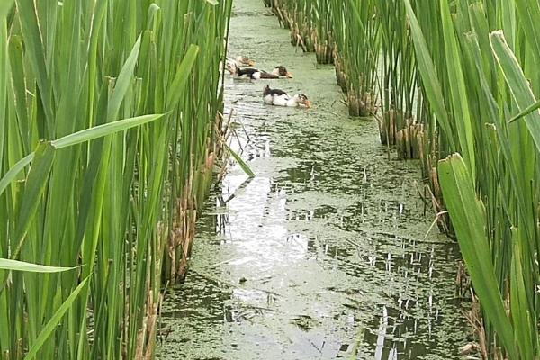 茭白怎么种植才能高产，关键是要进行水旱轮作