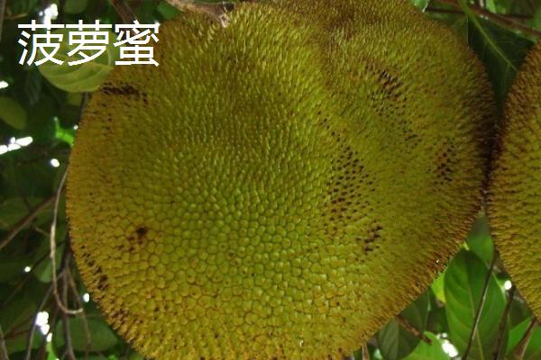 菠萝与菠萝蜜有什么区别，菠萝属于凤梨科、菠萝蜜属于桑科