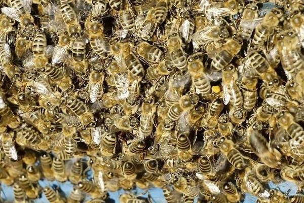 蜂螨的预防和治疗方法，使用升华硫等蒸熏剂可将其灭杀