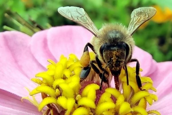 蜜蜂喜欢哪种颜色的花，黄色花朵是它们的最爱