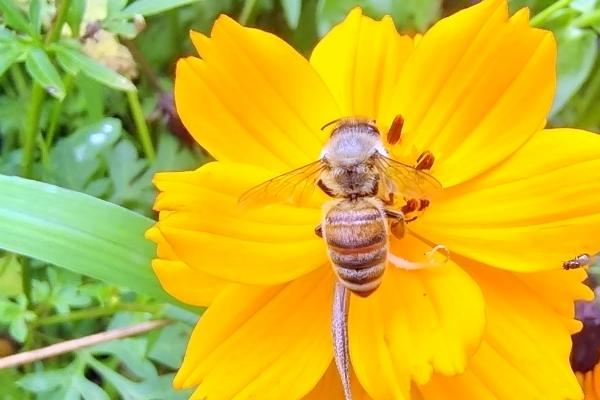 蜜蜂喜欢哪种颜色的花，黄色花朵是它们的最爱