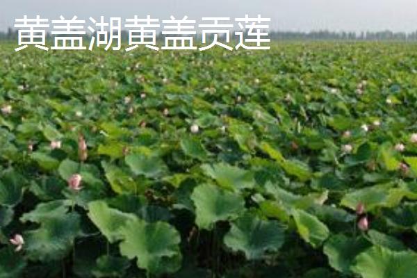 湖南临湘的土特产，包括龙窖腐乳、龙窖酱菜、临湘黑茶等种类