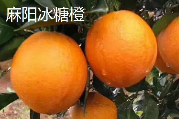 湖南临湘的土特产，包括龙窖腐乳、龙窖酱菜、临湘黑茶等种类