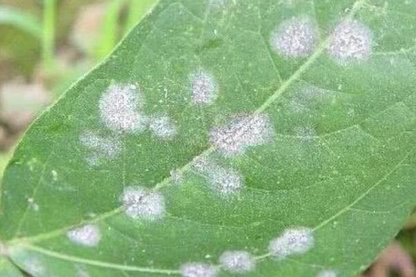 金银花白粉病的症状，主要危害叶片