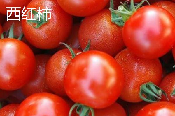 柿子和西红柿的区别，科属和形态都不同