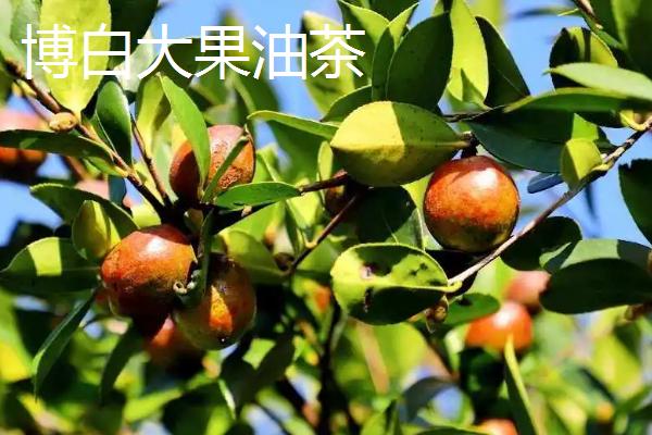 品质好的油茶苗有哪些，包括小果油茶、攸县油茶等品种