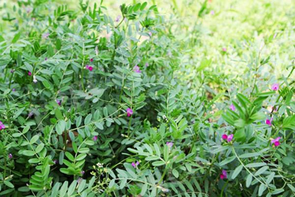 什么是山野豌豆,属于豆科,野豌豆属多年生草本植物