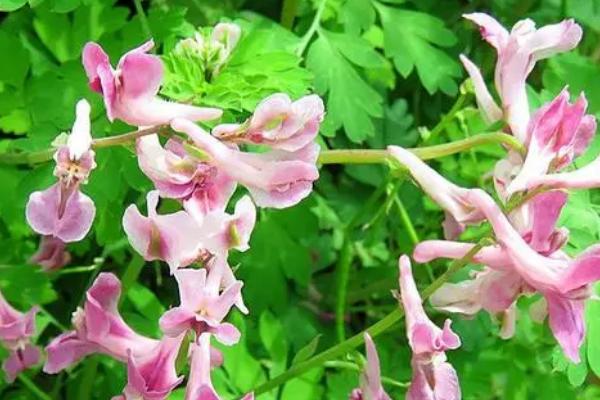 什么是山野豌豆,属于豆科,野豌豆属多年生草本植物