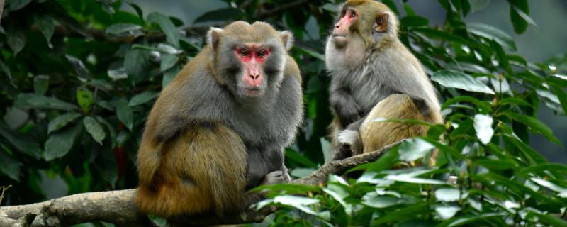 猴子的品种，包括猕猴、懒猴、疣猴等种类